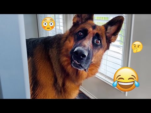 I dare you not to LAUGH at these FUNNY DOGS 😁🦮 - Best Funny Animals Videos 2025 #83