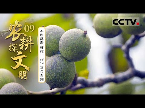 《2025农耕探文明》09 云南漾濞 核桃：一棵树如何“点亮”一方生计？云南漾濞把一棵树做成一套生态系统——作物复合系统【CCTV纪录】