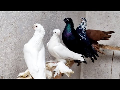Узбекские Голуби Юры из Германии