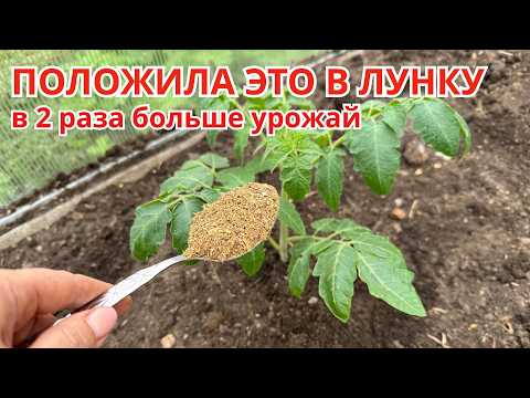 What to put in the hole for tomatoes so that you don’t have to feed them with anything else