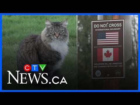 Cat keeps crossing the U.S.-Canada border
