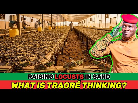 What’s REALLY Behind Traoré’s Plan to Farm Millions of Locusts to Rebuild the Sahel Desert?
