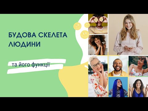 Structure of the skeleton and its functions