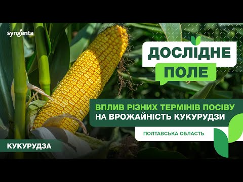 #ДосліднеПоле. Вплив різних термінів посіву на врожайність кукурудзи. Полтавська обл.