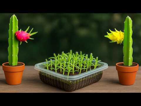 🔴 How to Grow Dragon Fruit (Pitahaya) from Seeds