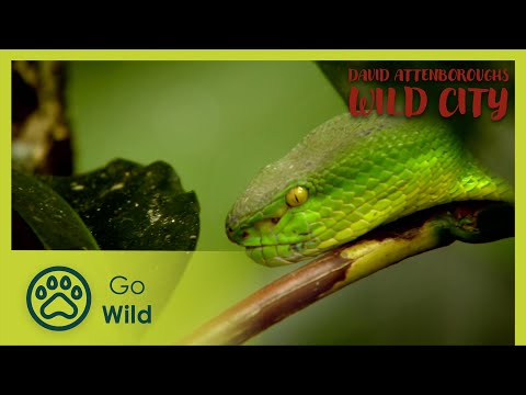 Urban Wild | David Attenborough's Wild City 2/6 | Go Wild