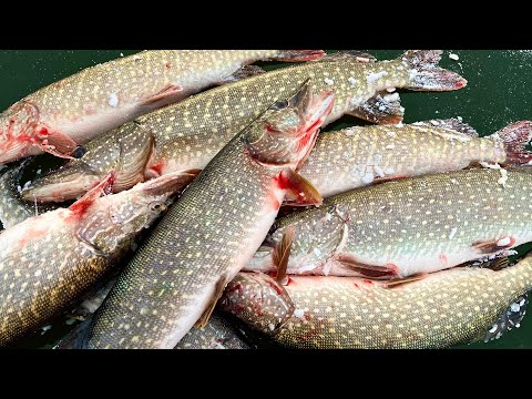 Да ЧТО ЗДЕСЬ ПРОИСХОДИТ? Щука ЛОМАЕТ КАРАБИНЫ и не ПОДНИМАЕТСЯ! Ловля на жерлицы! Первый лед 2023!