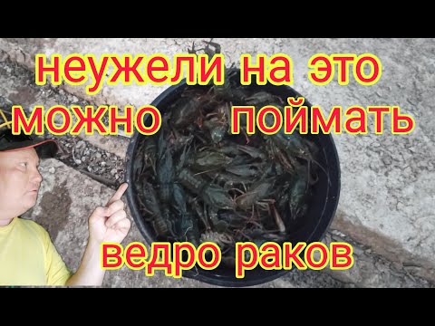 The magic potion works wonders! Let's catch crayfish. Experimenting with crayfish bait.