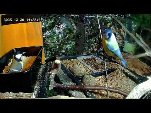 Früher Nachmittag, an der Nuss-Tanke ist mit Pausen viel los, Teil 2 (20.12.2025)