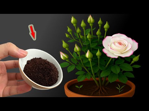 Few People Know That Roses Can Be Propagated This Way!