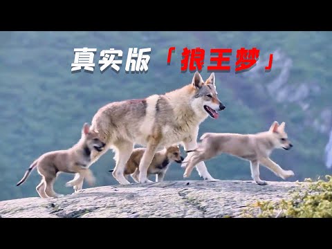 傳奇狼女王，懷孕狂飆2000里，真實版「狼王夢」