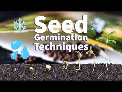 🌱 Seed Germination Techniques: Soaking, Scarifying, Stratifying, and Smoking