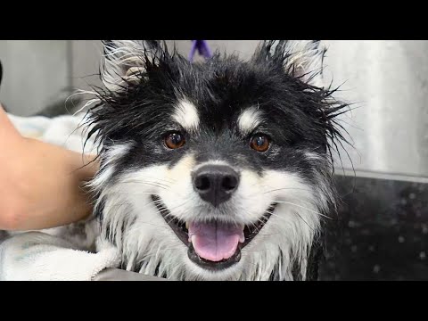 Imagine adopting a dog...and ending up with THIS?😂 The owners were NOT prepared.