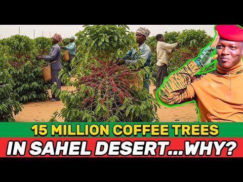 What Really Lies Behind the “15 Million Coffee Trees” Plan in the Sahel?