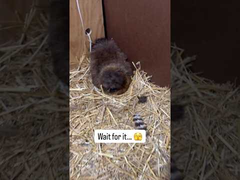 Well, that was unexpected 🫣 #hatching #homesteading #chickens