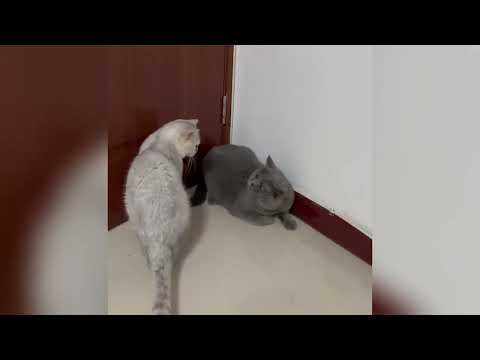 Lustige Tiere, die Freude in deinen Tag bringen ♥