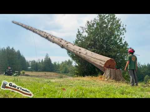 Cedar Tree Logging - you won't BELIEVE the payout!!