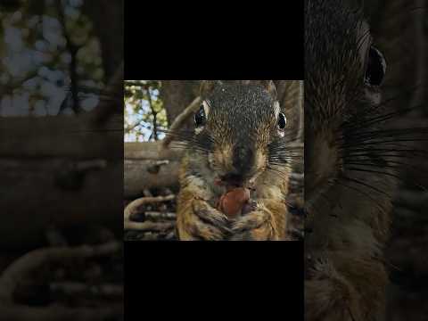 Some of my favorite shots in the latest YouTube episode were with this probe lens. #wildlife #nature