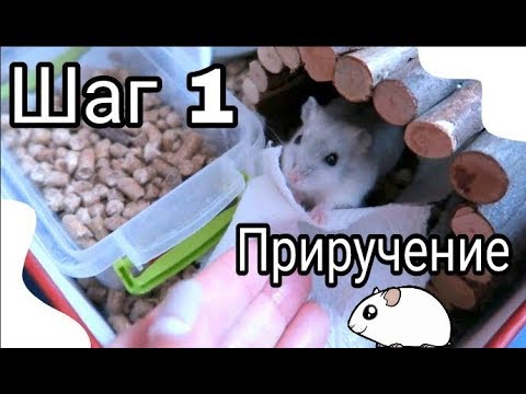 Как приручить хомяка? Приручение Эми - шаг 1