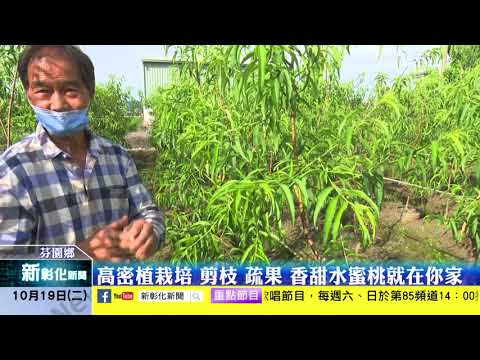 新彰化新聞20211019 熱帶水蜜桃管理大公開 剪枝 施肥 接穗