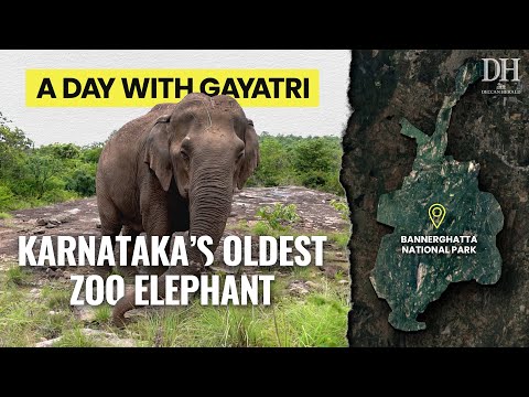 Bannerghatta zoo’s blind and deaf elephant spends her nights in the forest