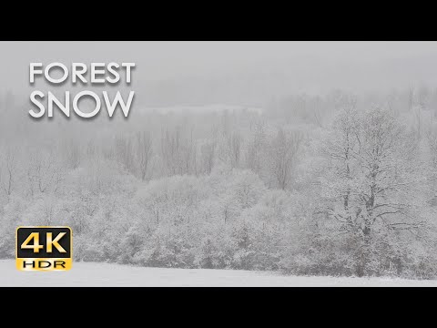 4K HDR Forest Snow - Peaceful Snowing - Relaxing Winter Ambiance - Heavy Snowfall - Snowy Trees