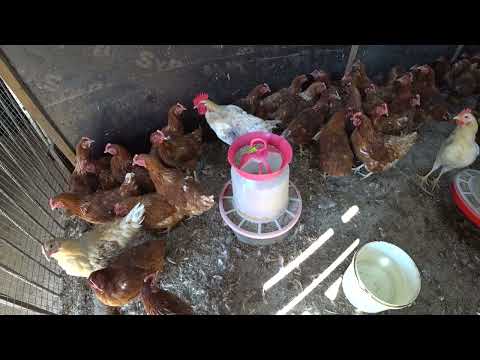 Птицеводство под угрозой: Проблемы и риски 2025 года