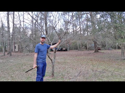 Pruning a Plum Tree for Better Shape and Production