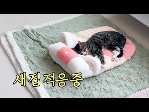 27마리 고양이 데리고 이사하기 (2쉼터만..)