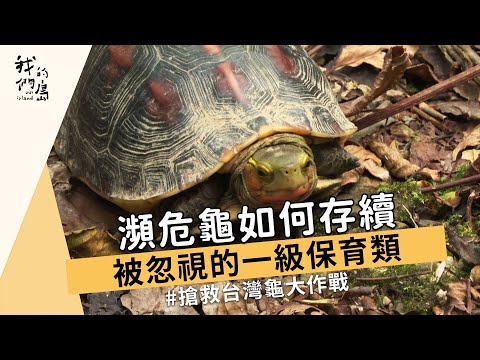 被忽視的一級保育類台灣龜｜瀕危龜如何存續：食蛇龜、柴棺龜的野外危機｜＃動物保育(我們的島 1190集 2023-01-30)