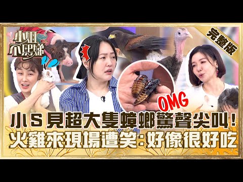 怪奇萌寵第二彈！小Ｓ見超大隻蟑螂驚聲尖叫！火雞本人來現場遭笑：看起來很好吃！【#小姐不熙娣】20231115 完整版 EP435 李維維 夏語心