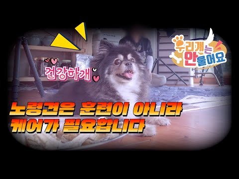🐕 노령견은 훈련이 아니라 🚑 케어가 필요합니다! #노령견 #강아지문제행동 #강아지훈련 #강아지교육