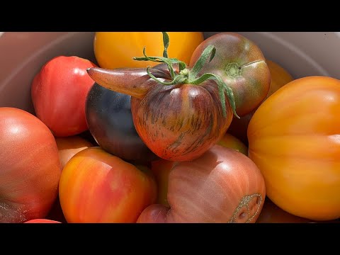 😱Началось - томаты ведрами , тазиками 🤗. Обзор томатов из Уральской теплицы#обзортоматов#нравится 