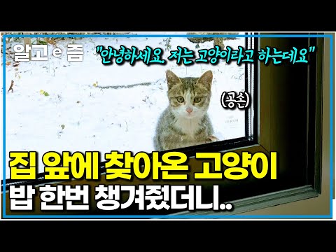 이사 온 첫날, 집 앞에 고양이가 찾아왔다. 그러고는 동네 고양이 맛집이 되는데..?(북적북적)｜고양이를 부탁해｜알고e즘