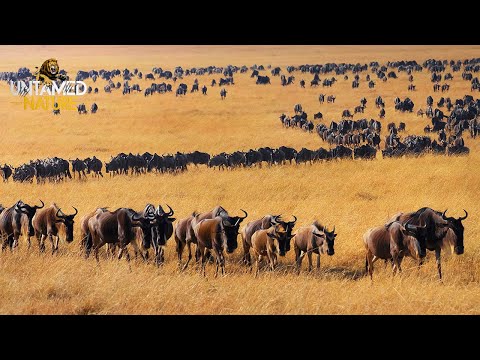 SAVANA SALVAJE | La Gran Migración Muerte y Supervivencia en Territorio Salvaje |  #AnimalesSalvajes