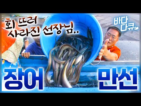 장어 잡을 만큼 잡고 남아돌면 벌어지는 일.. 아예 회 파티 열린 섬마을 주민들 밥상 / 갯장어잡이 / #바다다큐