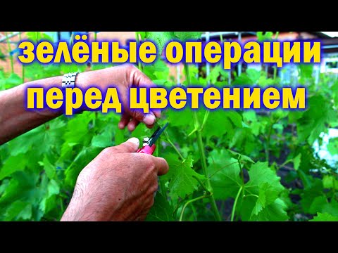 Зелёные операции перед цветением винограда. Ключ к успеху!