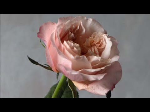 Live Oil Painting Session: the Colour Stories of Roses