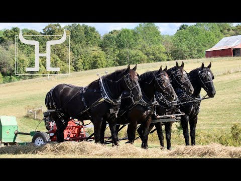 Horse Drawn Farming with Percheron Draft Horses 