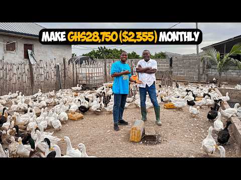 From 20 To 1000 Ducks - How He Makes Over GHS28,750($2,355) Monthly From Raising Ducks in Ghana.