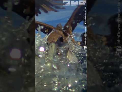 Slow Motion Brown Pelicans Diving For Fish #slowmotion #pelicans #animals