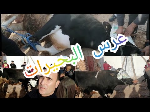 #عرس_البحيرات🇲🇦سبت گزولة الطرح سخون عجل🐂وضروبة🐄وميقد عليهم غير العبدي💪