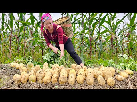 "Potato Harvest: Making French Fries and Taking to Market to Sell | Trieu Mai Huong".