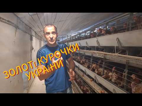 WHAT IS THIS POULTRY FACTORY HIDDING? SEE FOR YOURSELF!