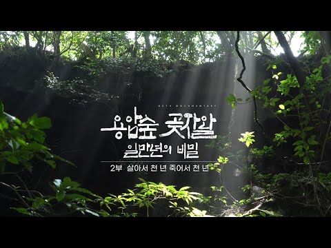 용암숲 곶자왈 1만 년의 비밀 - 2부 살아서 천 년 죽어서 천 년
