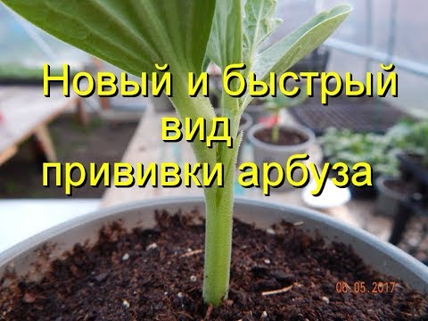 A new and fast way to graft watermelon!!! Preparing seedlings.