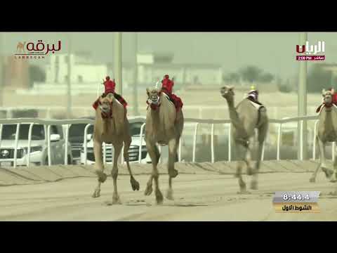 ش1 ريماس لـ هجن الرئاسة (مهرجان سمو أمير البلاد المفدى 11-04-2025م) شلفة الثنايا بكار مفتوح 11:57:66