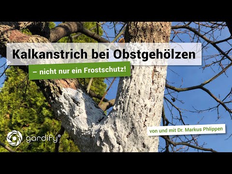 Kalkanstrich für Obstbäume | gardify Tipps
