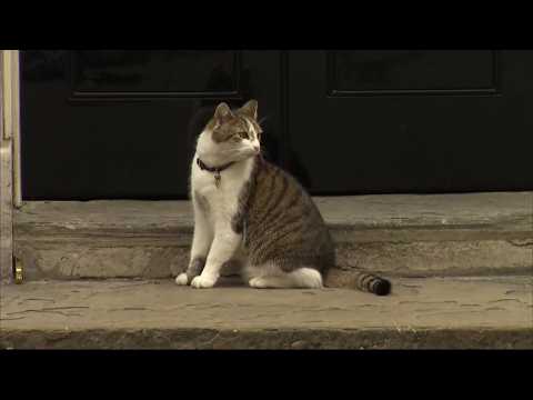 Larry the cat, Chief Mouser to the Cabinet Office - 15 years on the job (1) (UK/(Global))13/Feb/2026