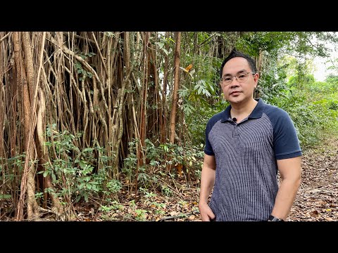 WHITE LAWAAN 300 BILLION! AGAR WOOD 83 MILLION per ha / year!